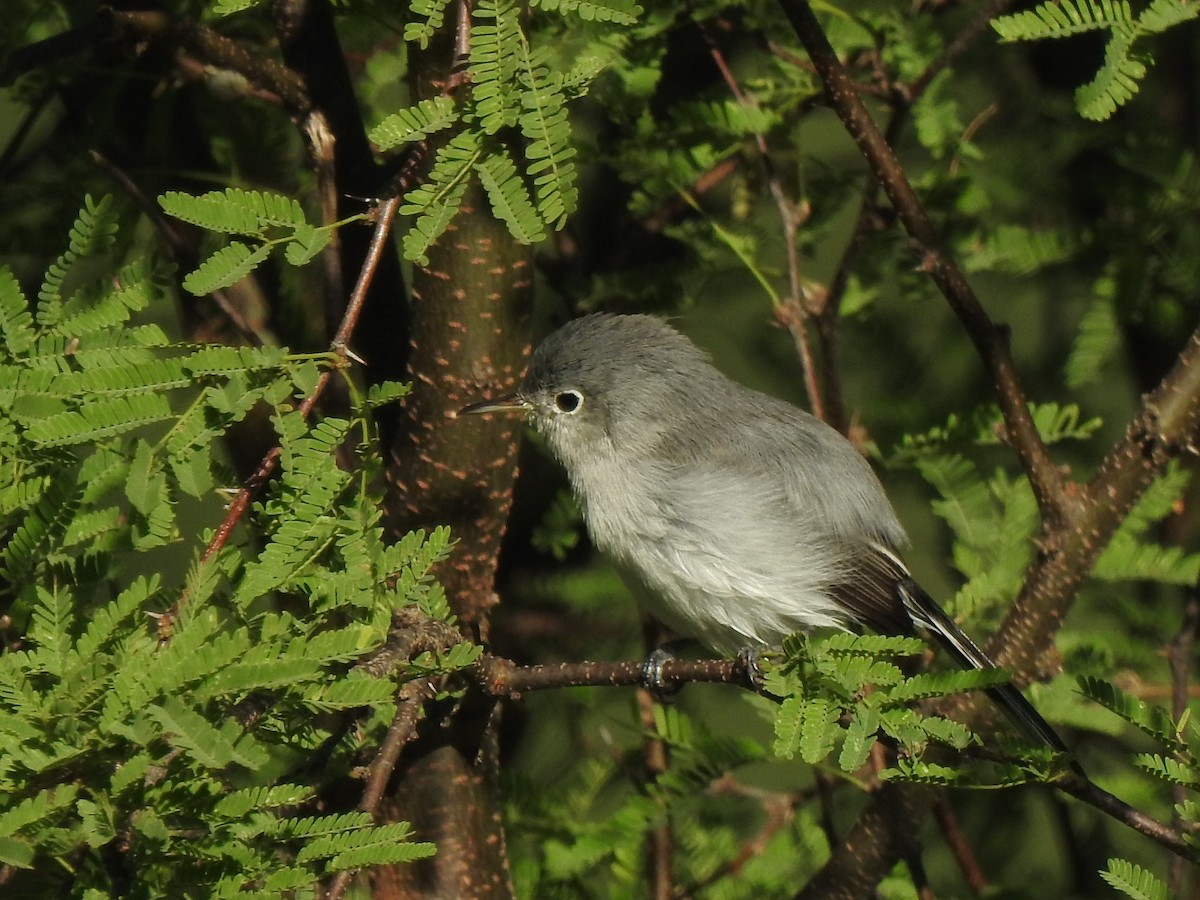 Blue-gray Gnatcatcher - ML644593795