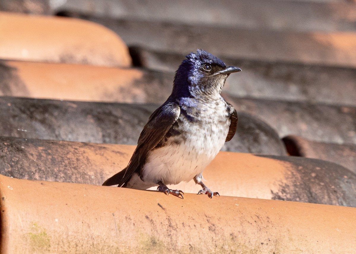 Щурик сірогорлий - ML644593808