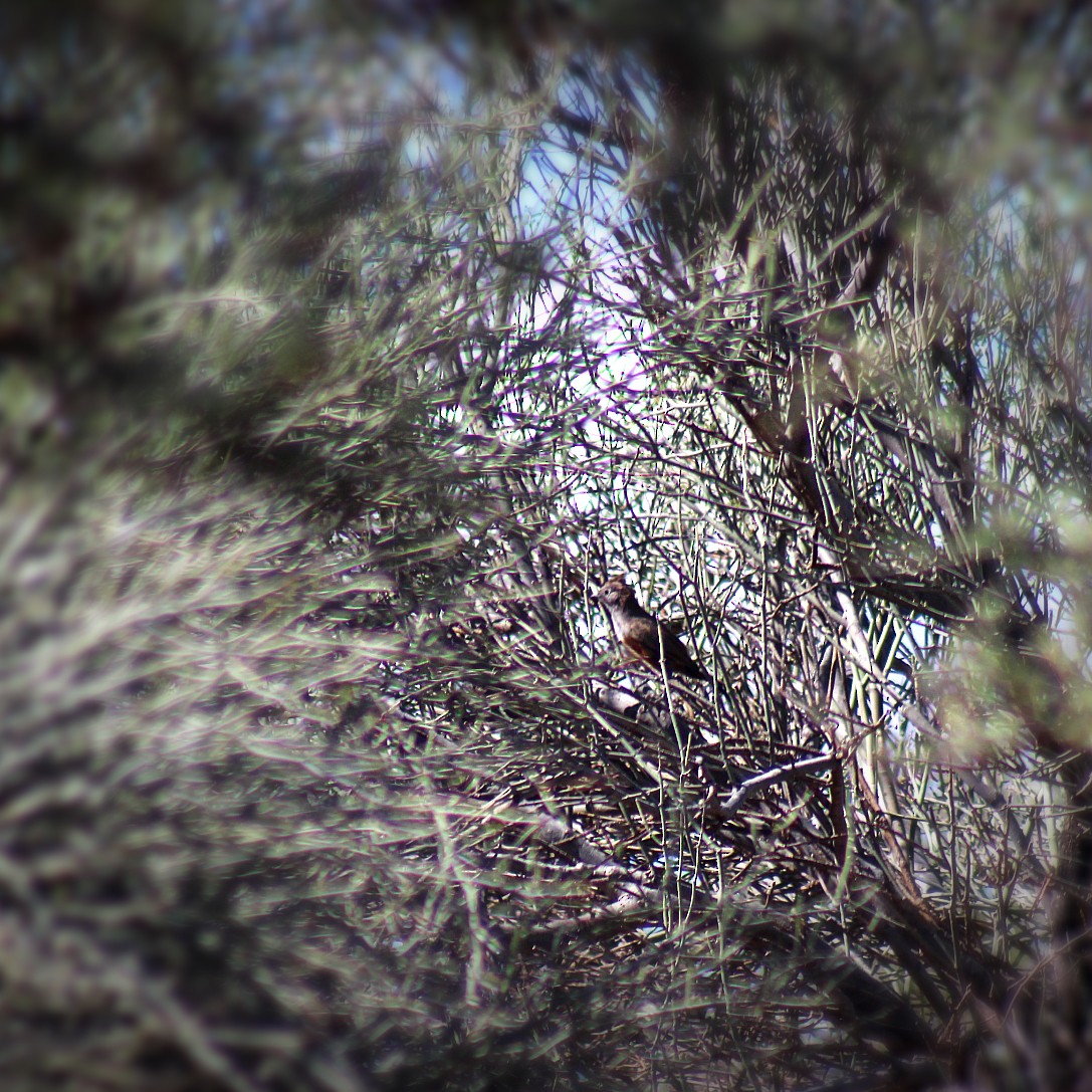 topptapakulo - ML644593824