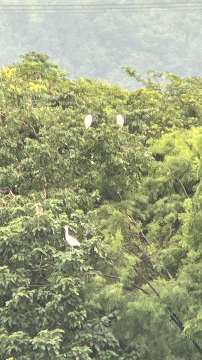 Great Egret - ML644593825
