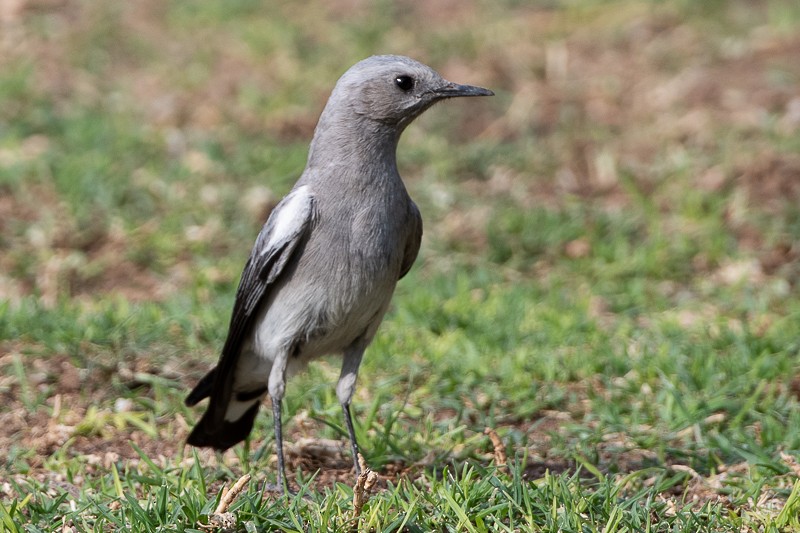 Mountain Chat - ML644593828