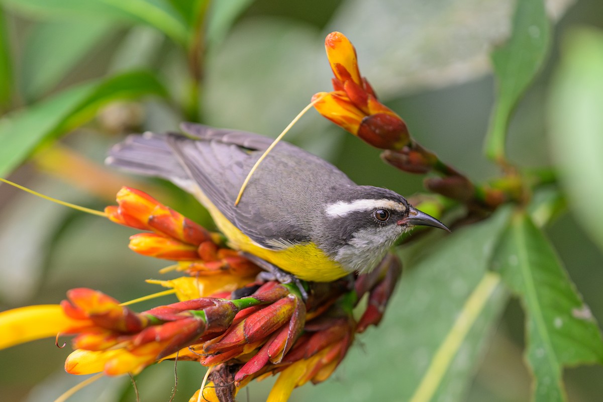 Sucrier à ventre jaune - ML644593830