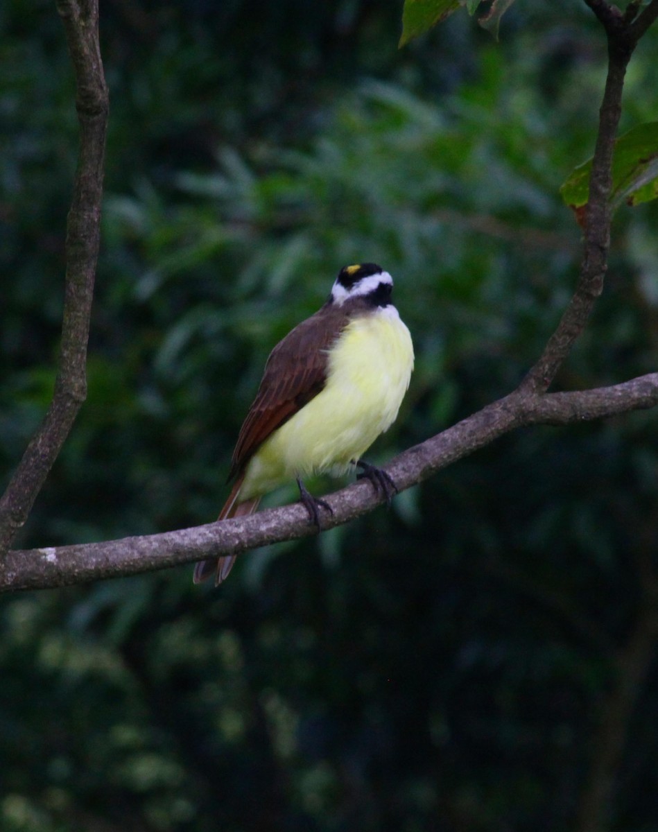 storkiskadi - ML644593831