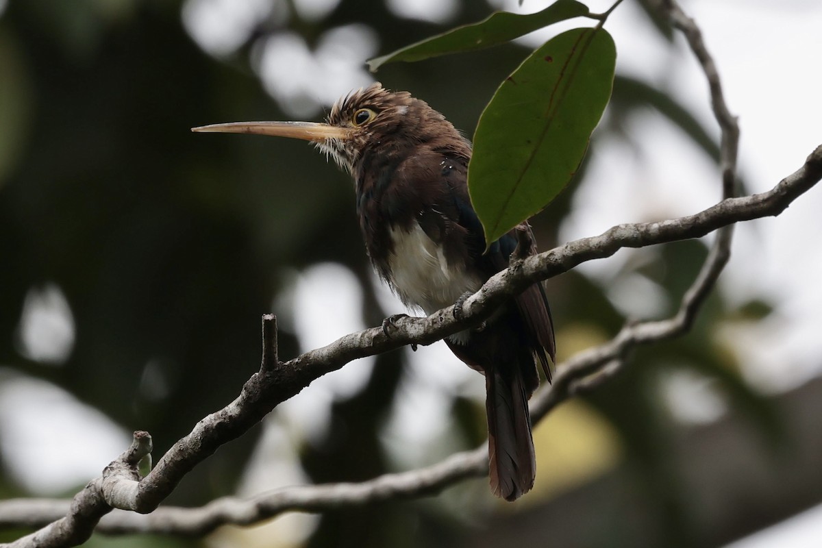 Brown Jacamar - ML644593838
