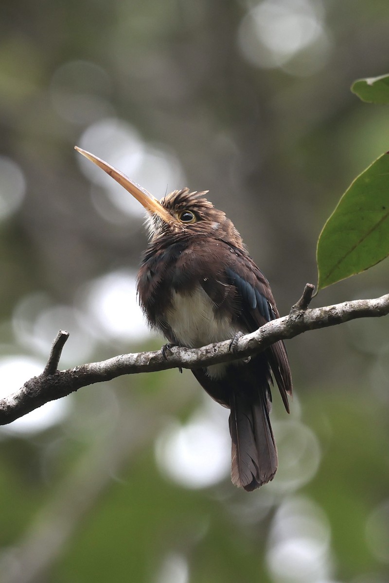 Brown Jacamar - ML644593839