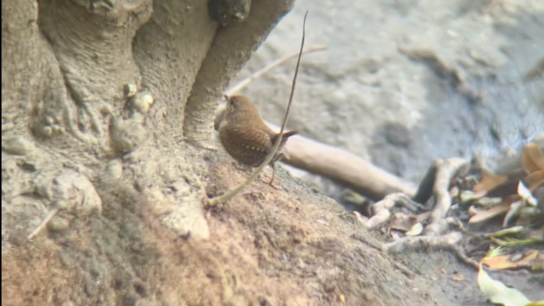 Winter Wren - ML644593846