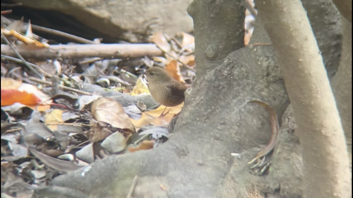 Winter Wren - ML644593847