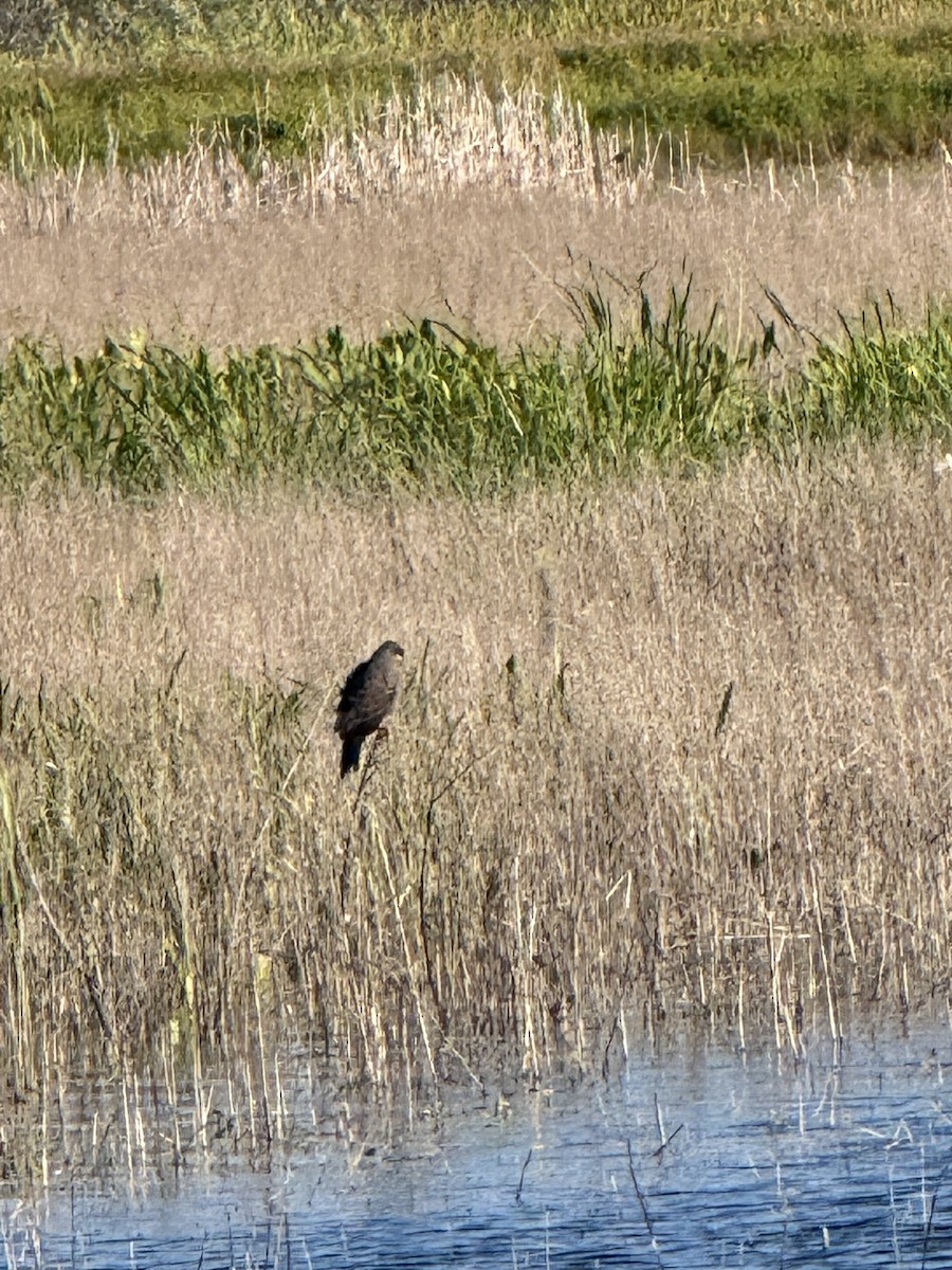 Snail Kite - ML644593855