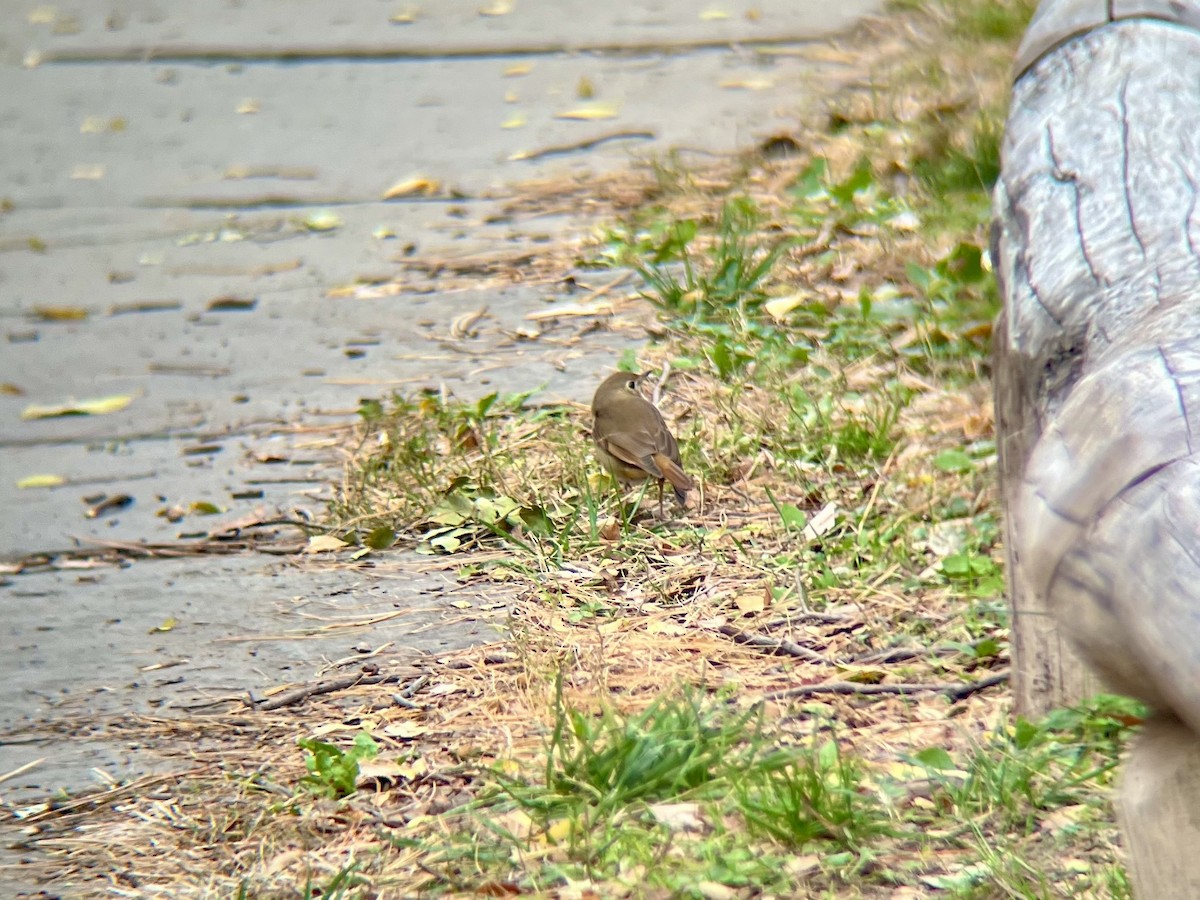 Hermit Thrush - ML644593870