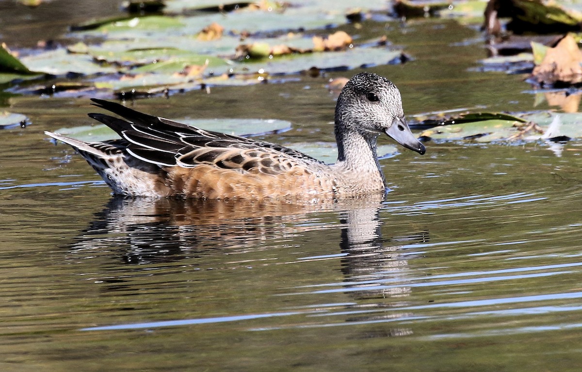 Свищ американський - ML644593872