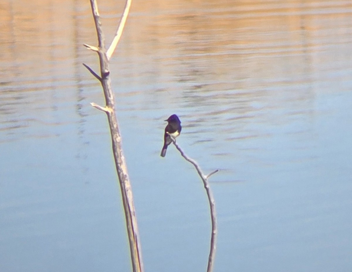 Black Phoebe - ML644593873