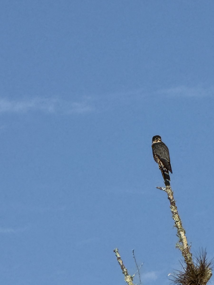 灰背隼 - ML644593883