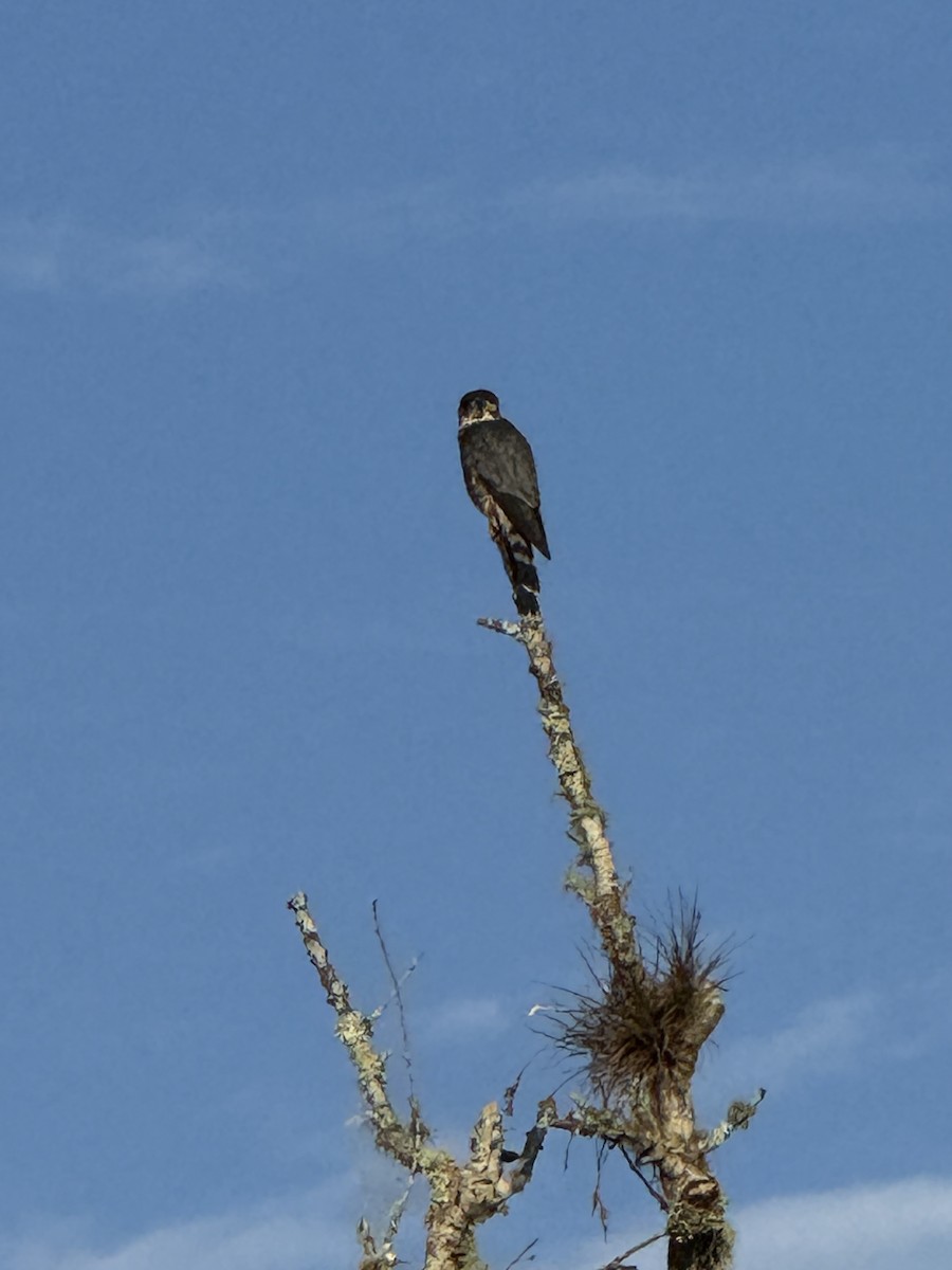 灰背隼 - ML644593884