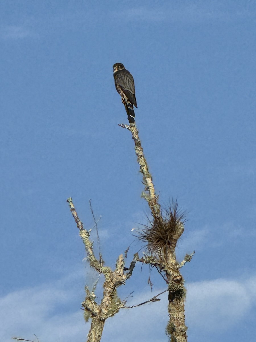 灰背隼 - ML644593885