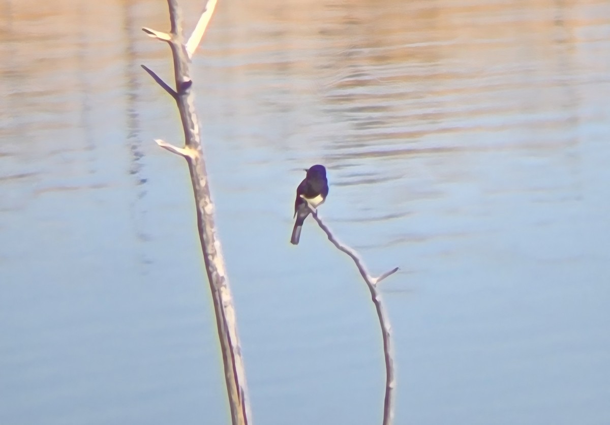 Black Phoebe - ML644593886