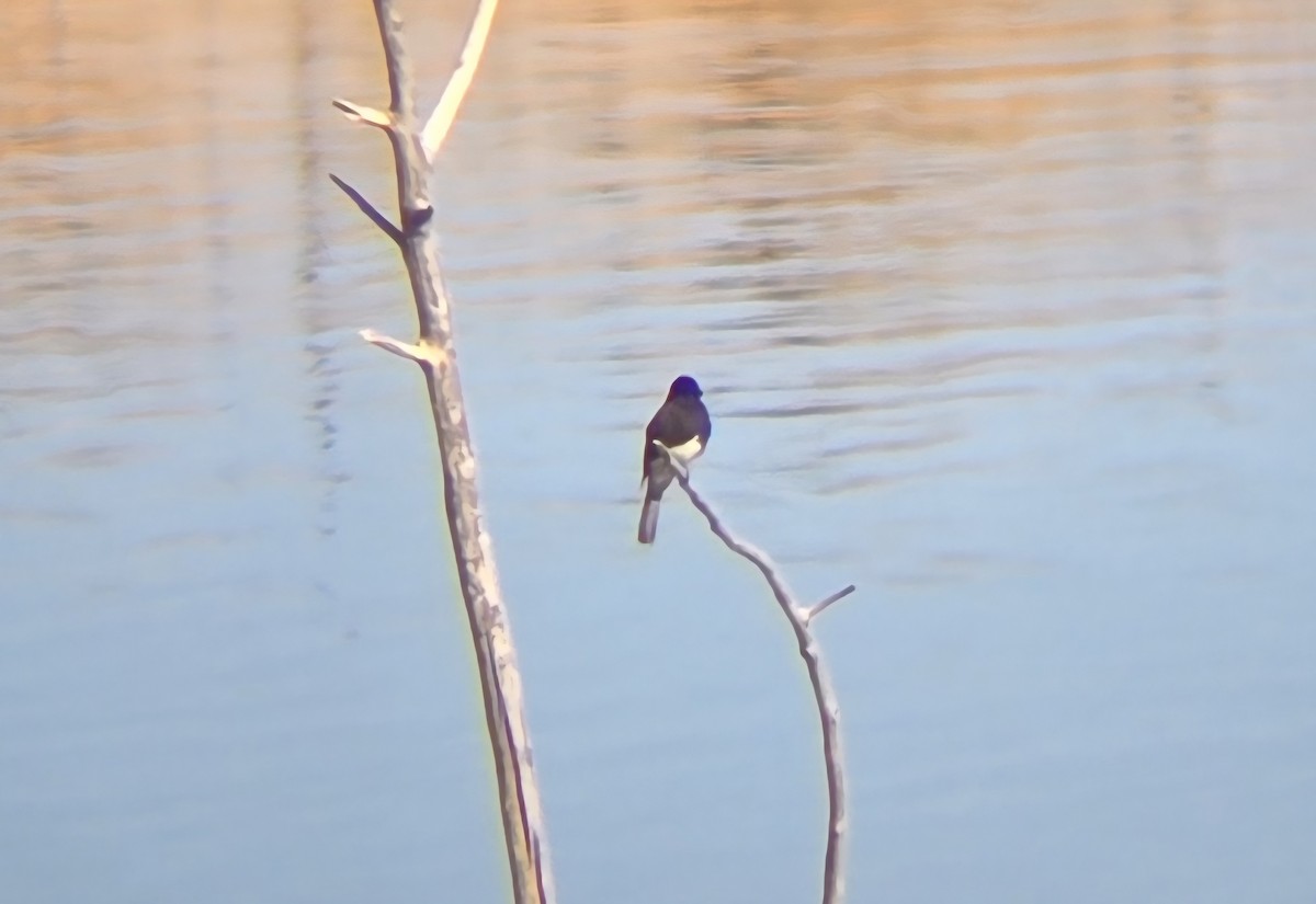 Black Phoebe - ML644593887