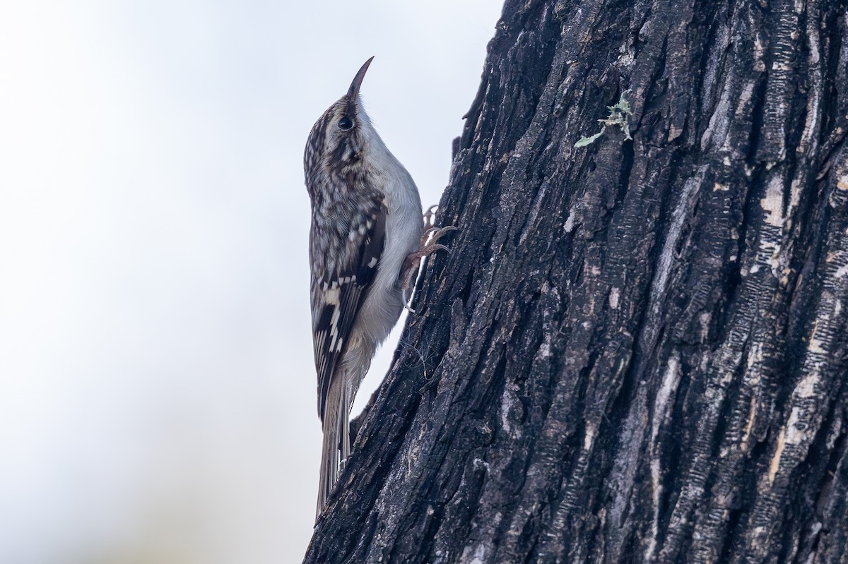 amerikatrekryper - ML644593890