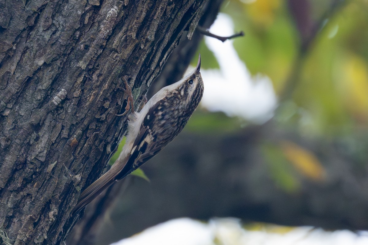 amerikatrekryper - ML644593891