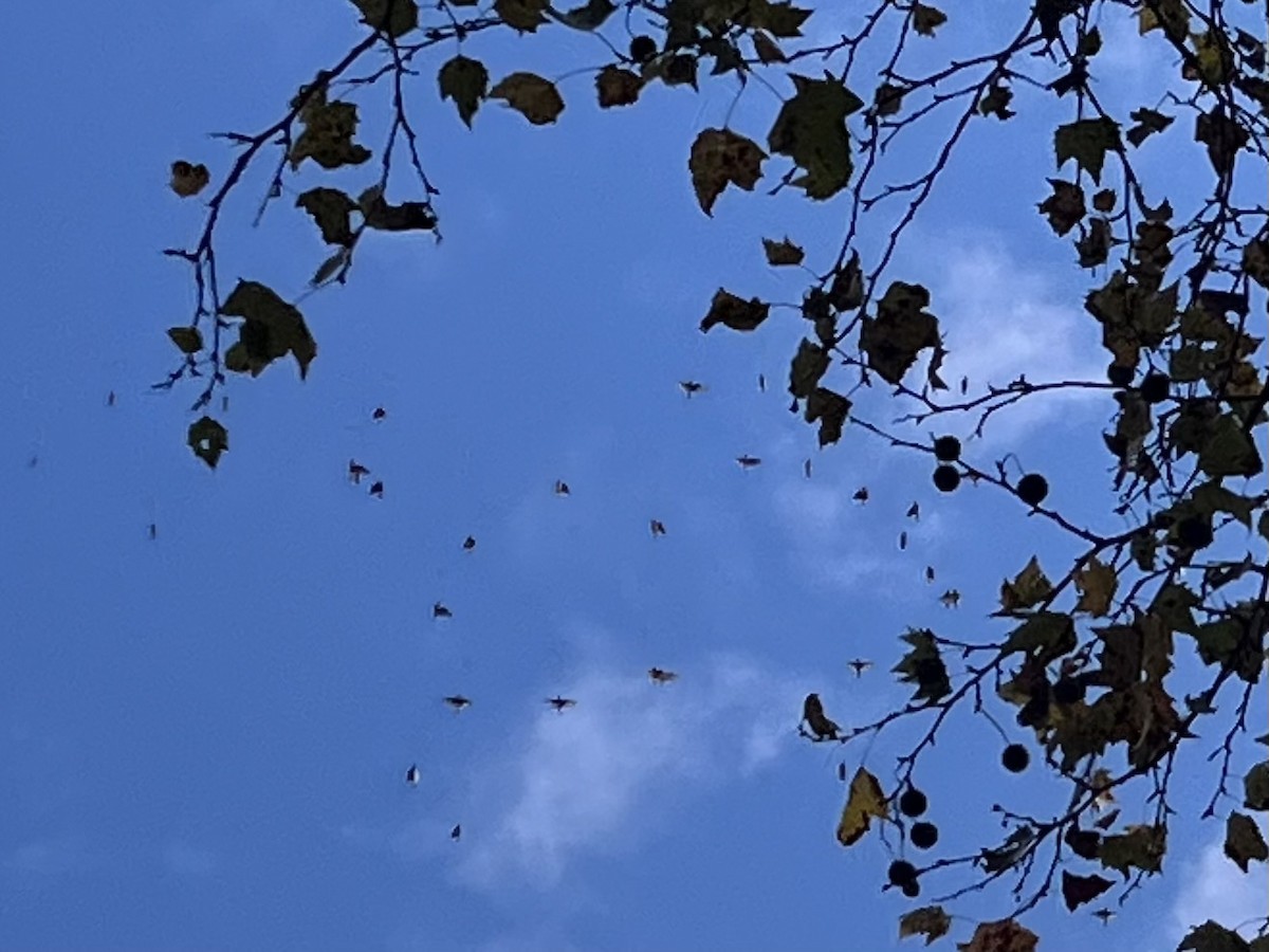 Cedar Waxwing - ML644593893