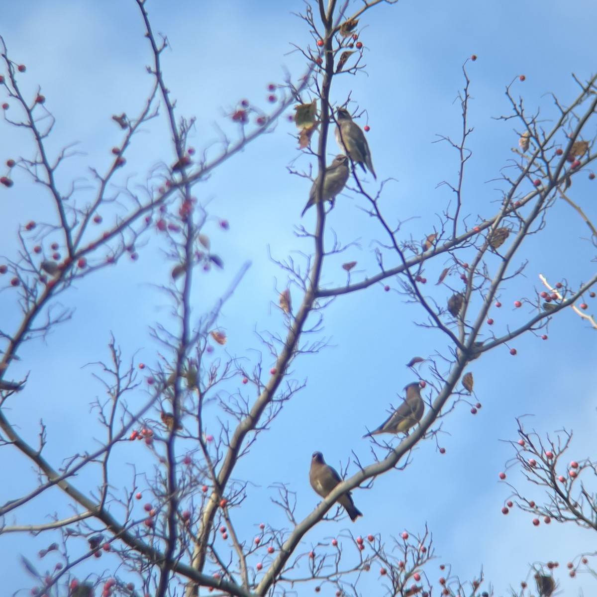 Cedar Waxwing - ML644593894