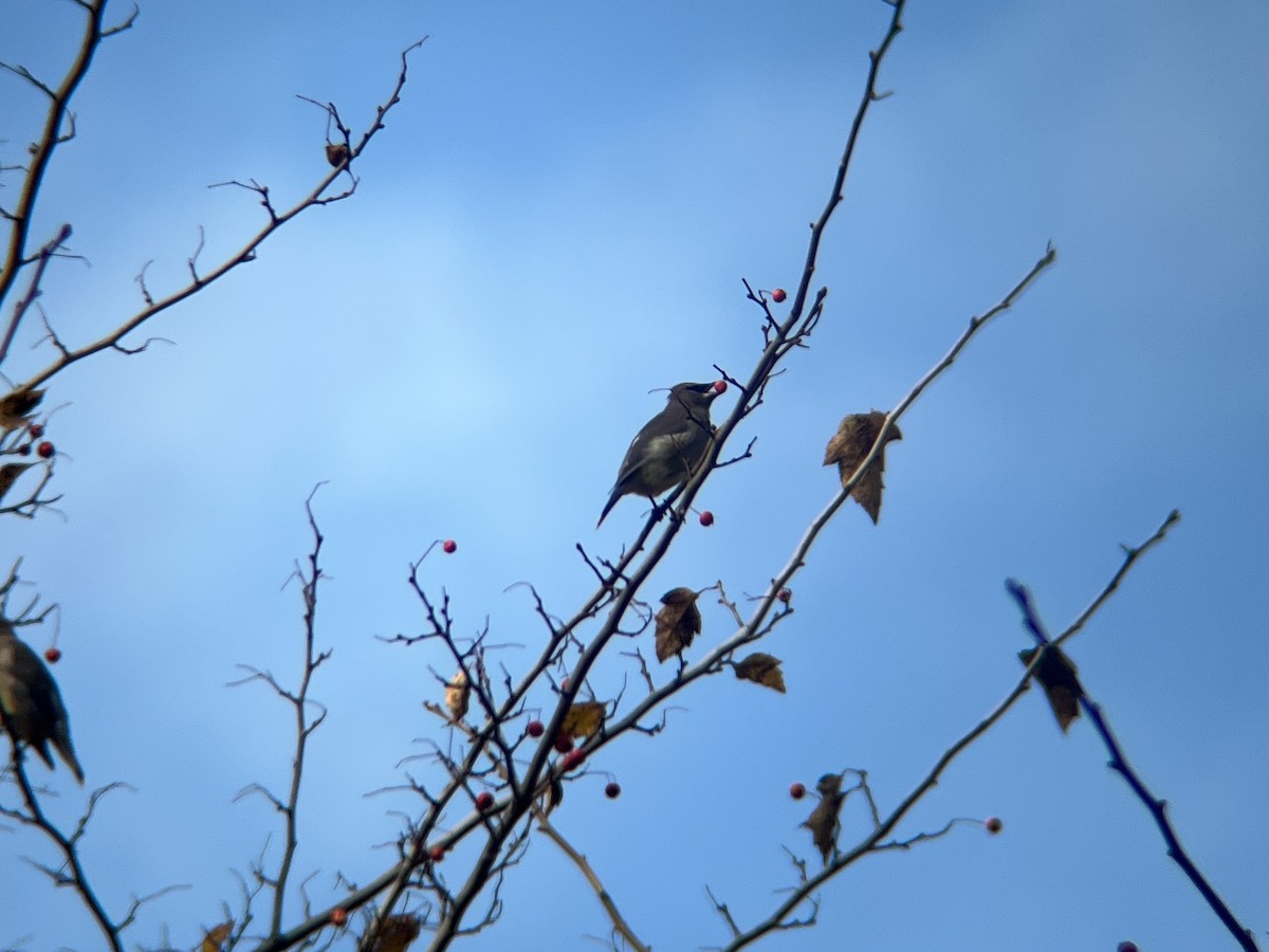 Cedar Waxwing - ML644593895