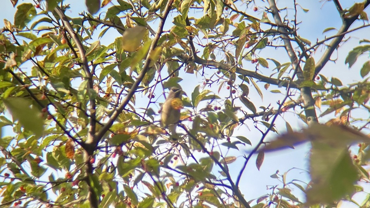 Cedar Waxwing - ML644593896