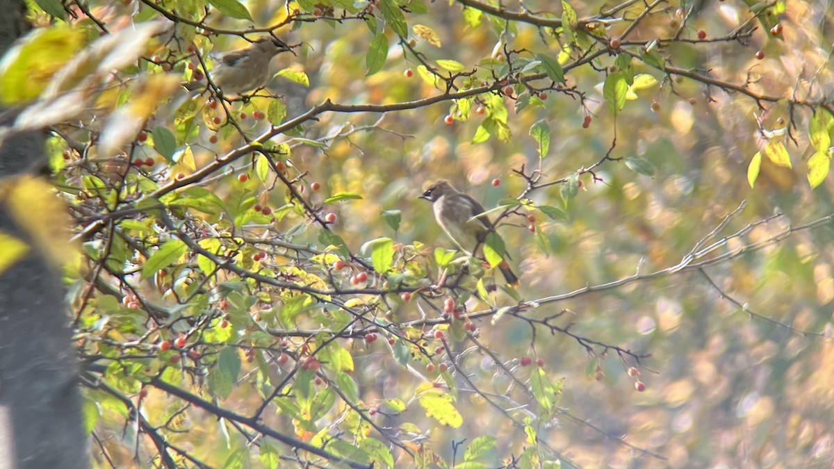 Cedar Waxwing - ML644593897