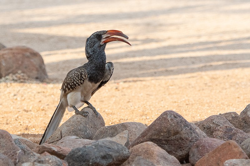Monteiro's Hornbill - ML644593911