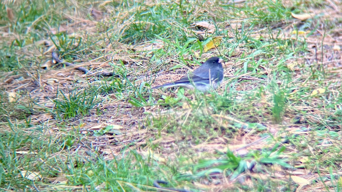 Dark-eyed Junco - ML644593913
