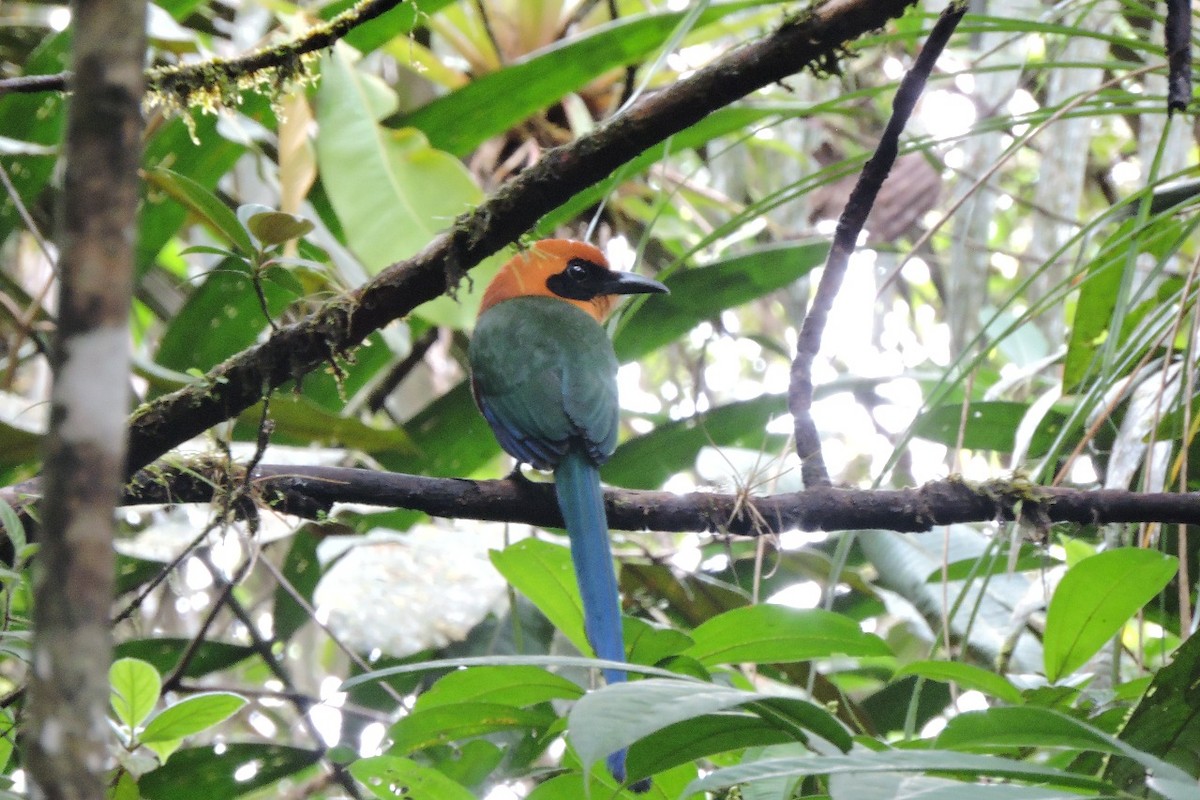 Motmot roux - ML644593914