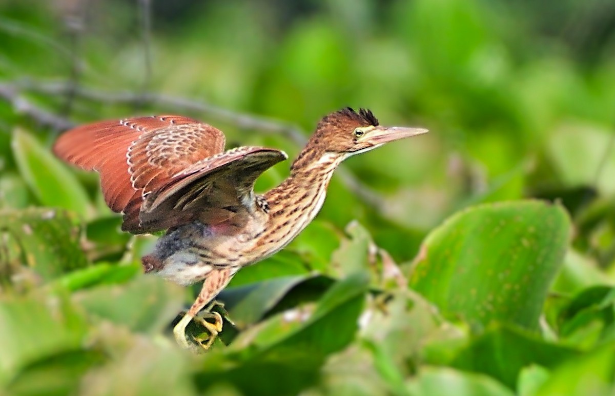 Cinnamon Bittern - ML644593916