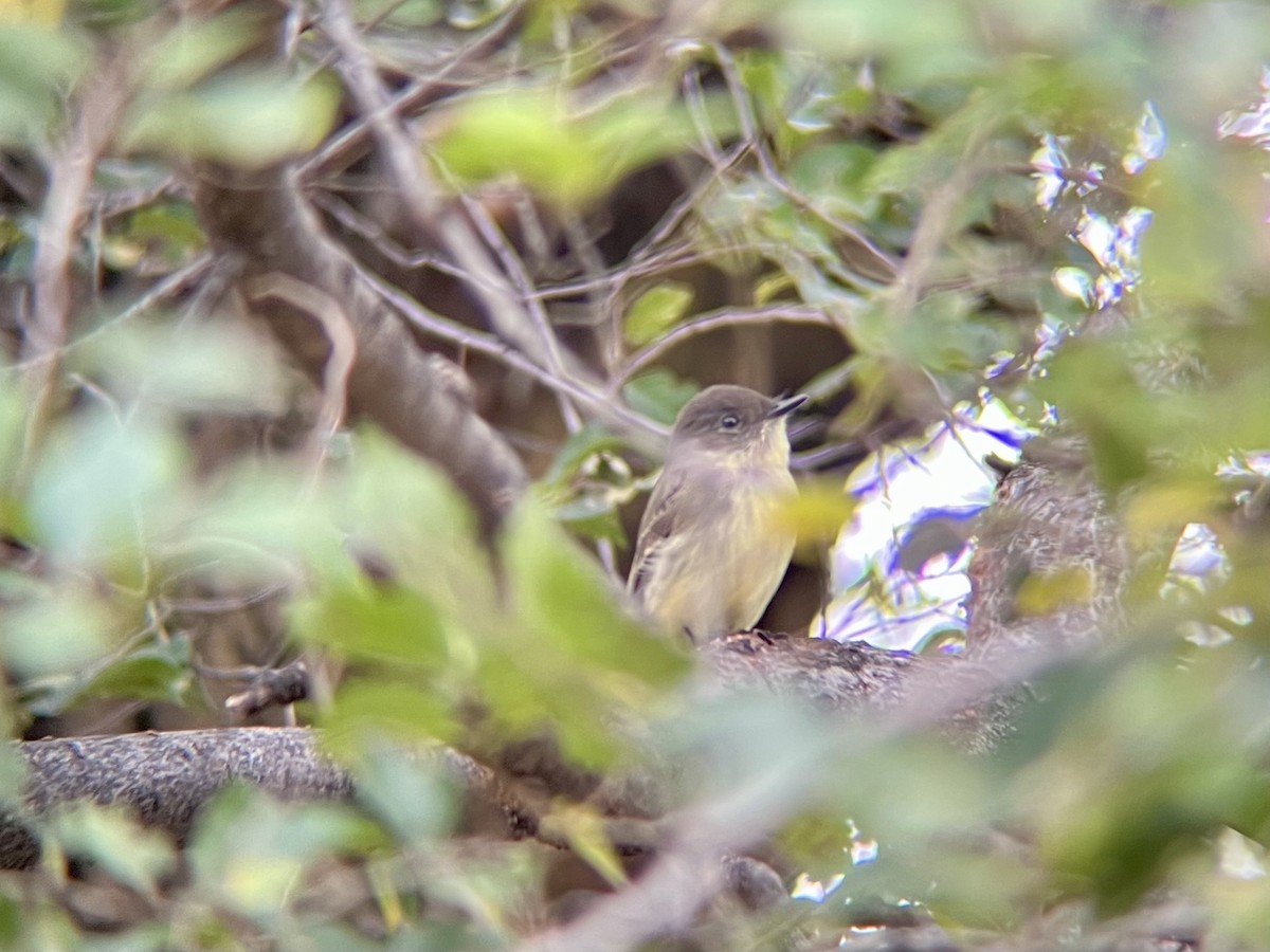 Eastern Phoebe - ML644593917