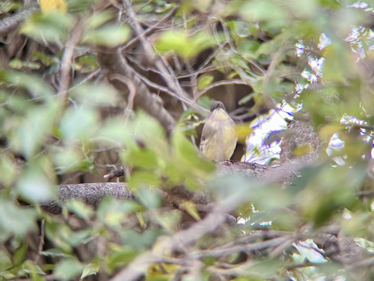 Eastern Phoebe - ML644593918