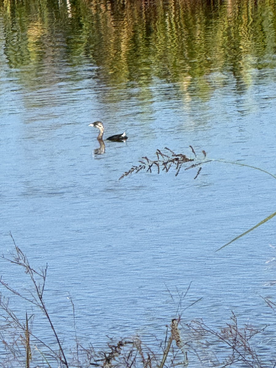 Пірникоза рябодзьоба - ML644593919