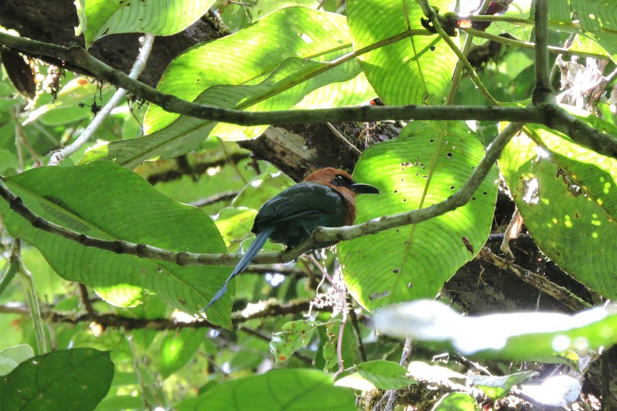 Broad-billed Motmot - ML644593938