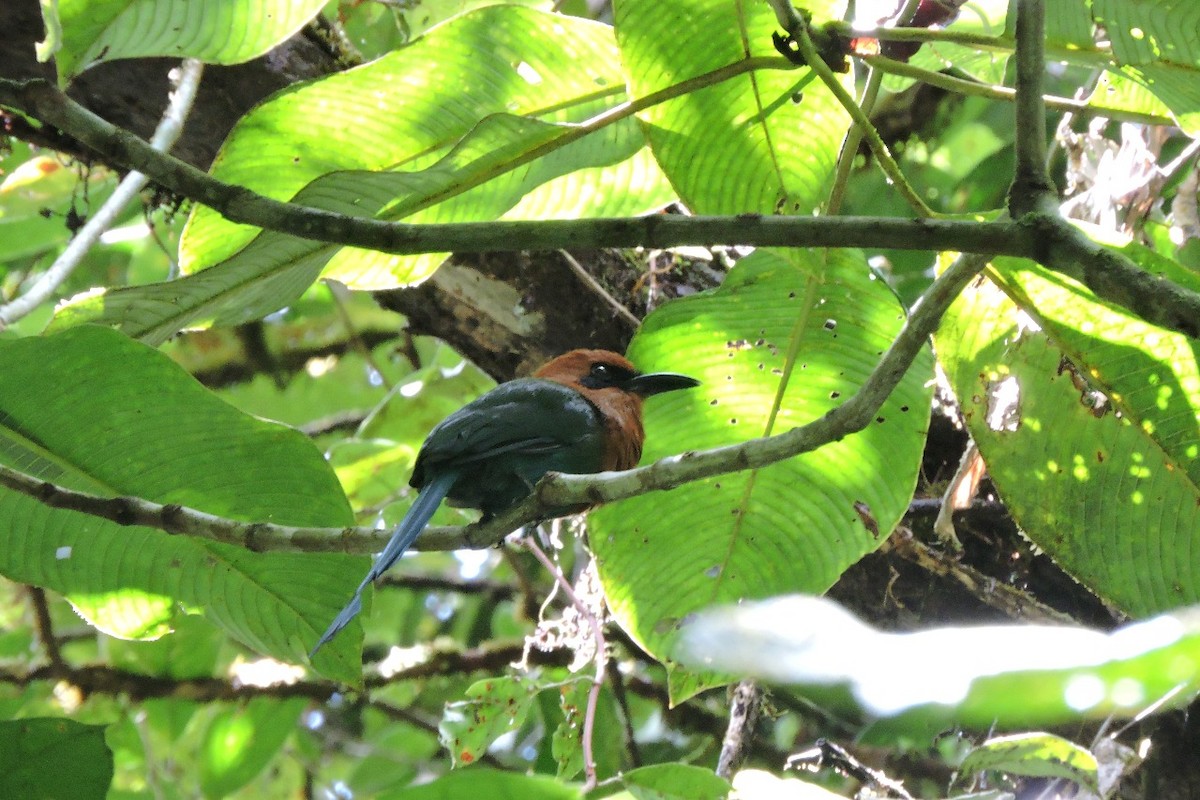 Broad-billed Motmot - ML644593939