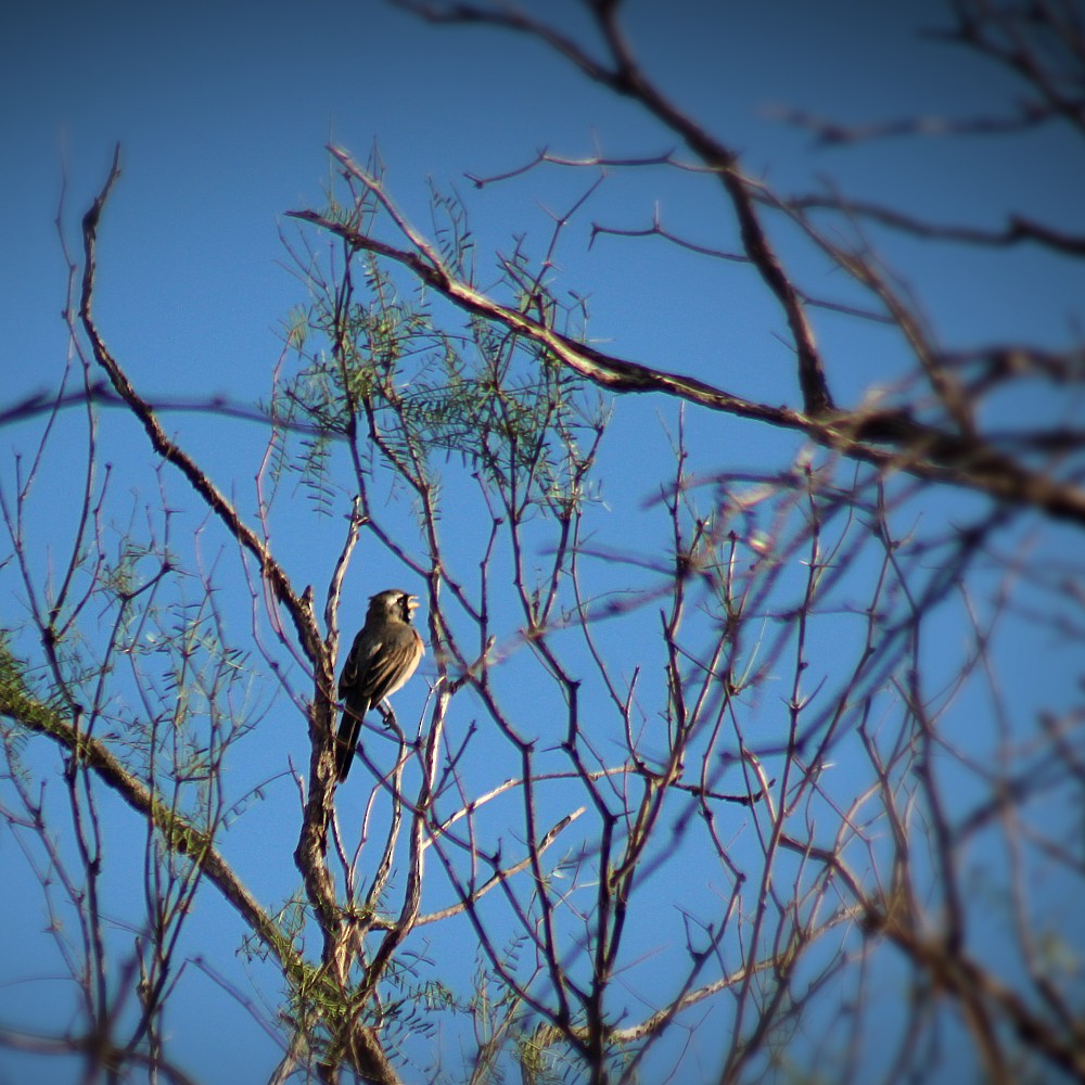 Saltator du Chaco - ML644593942