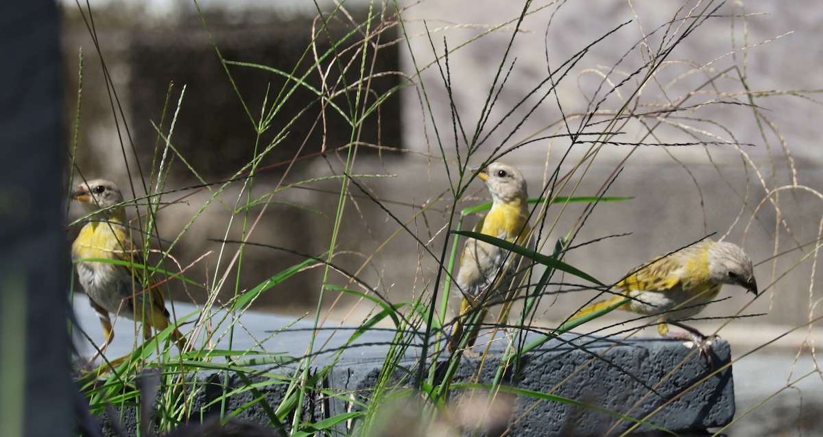 Saffron Finch - ML644593948