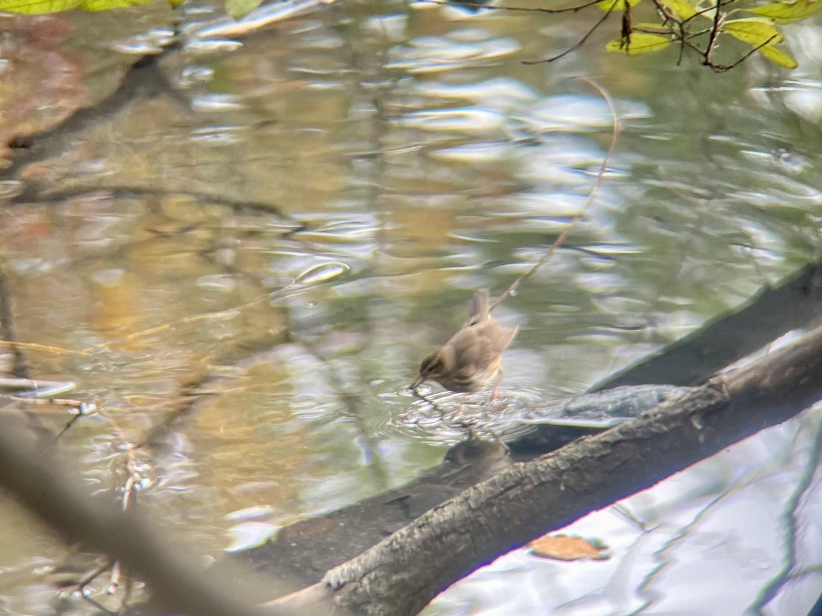 Northern Waterthrush - ML644593957
