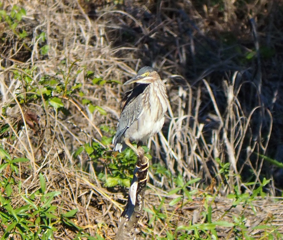 Green Heron - ML644593965