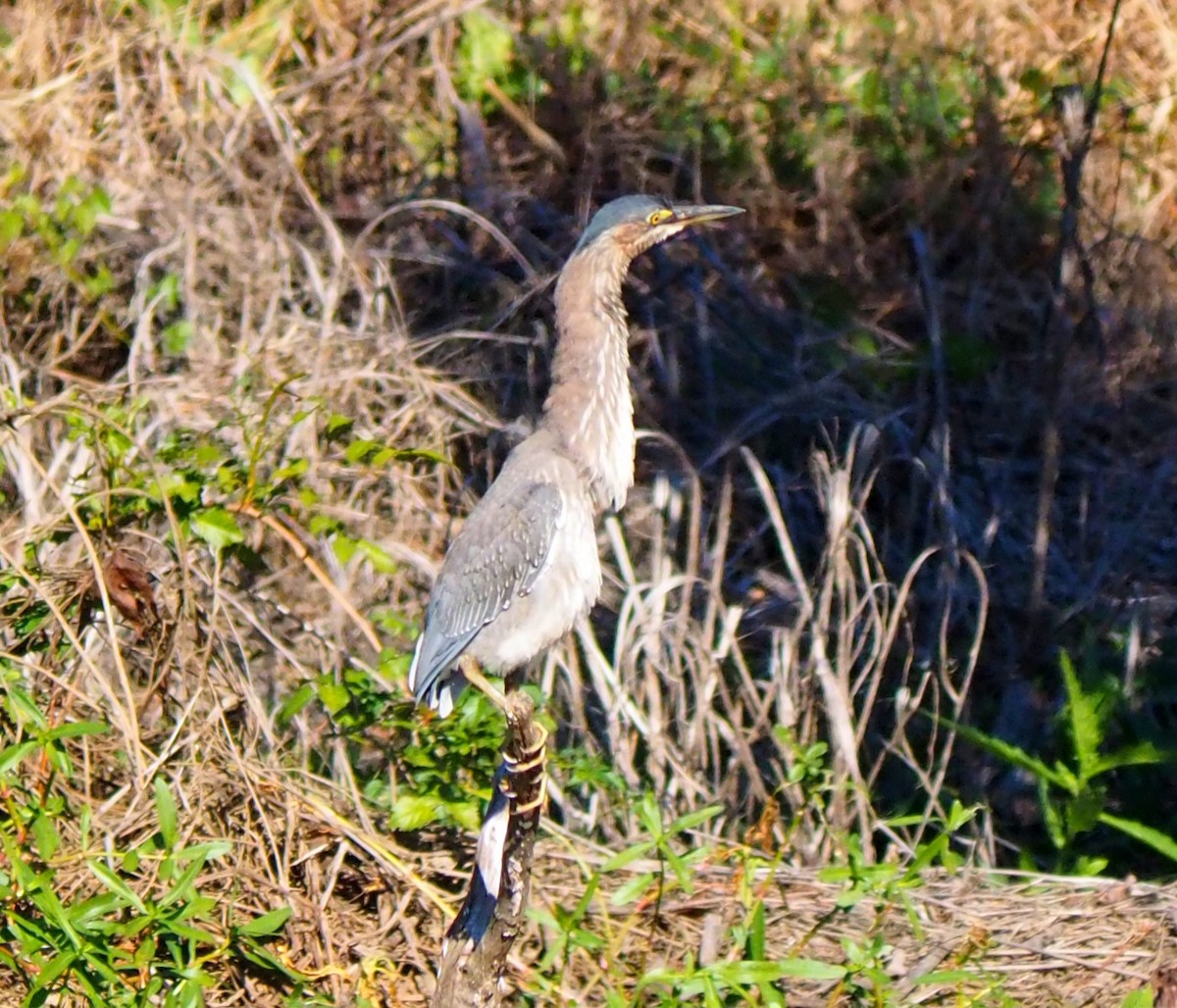 Green Heron - ML644593966