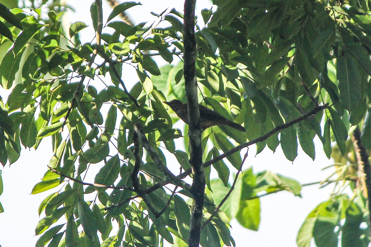 Clay-colored Thrush - ML644593967