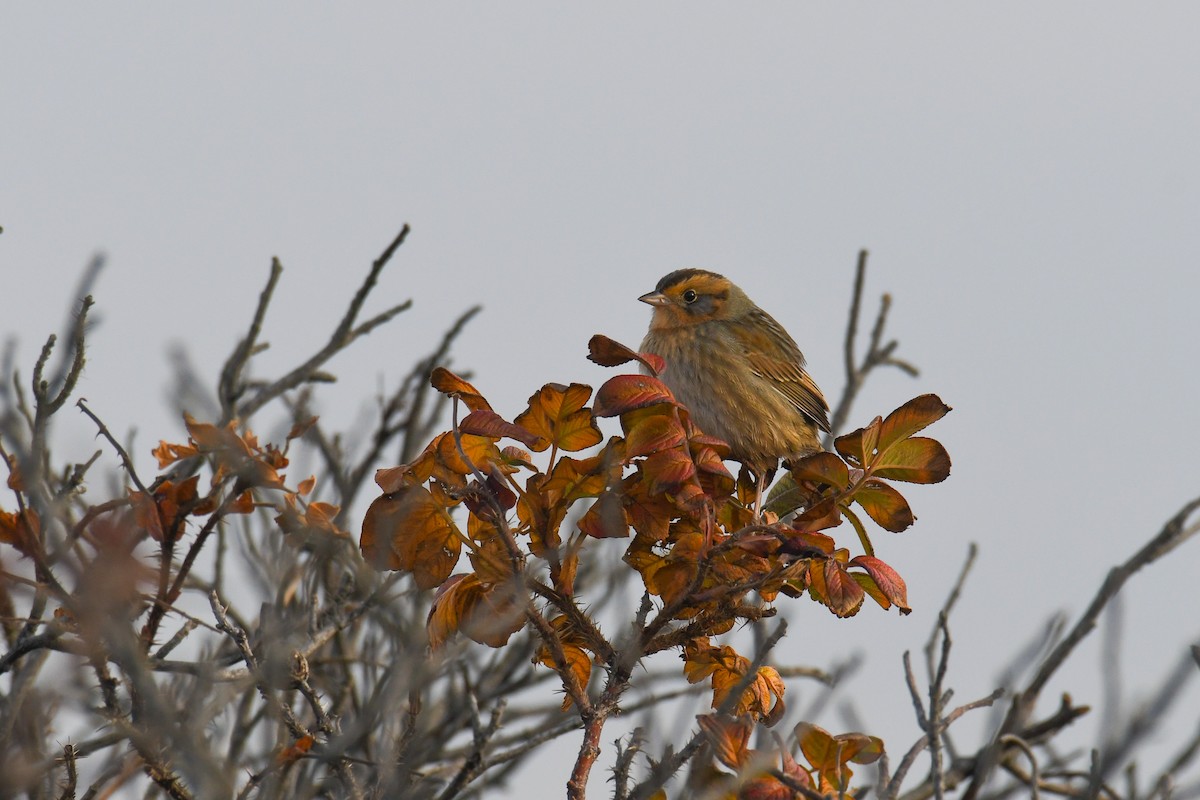 Nelson's Sparrow - ML644593976