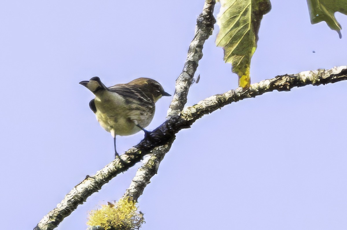 Yellow-rumped Warbler - ML644593981