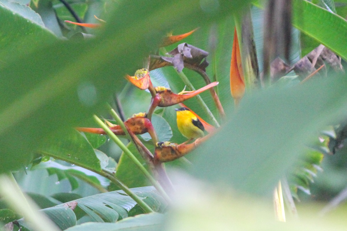 Orange-collared Manakin - ML644593982