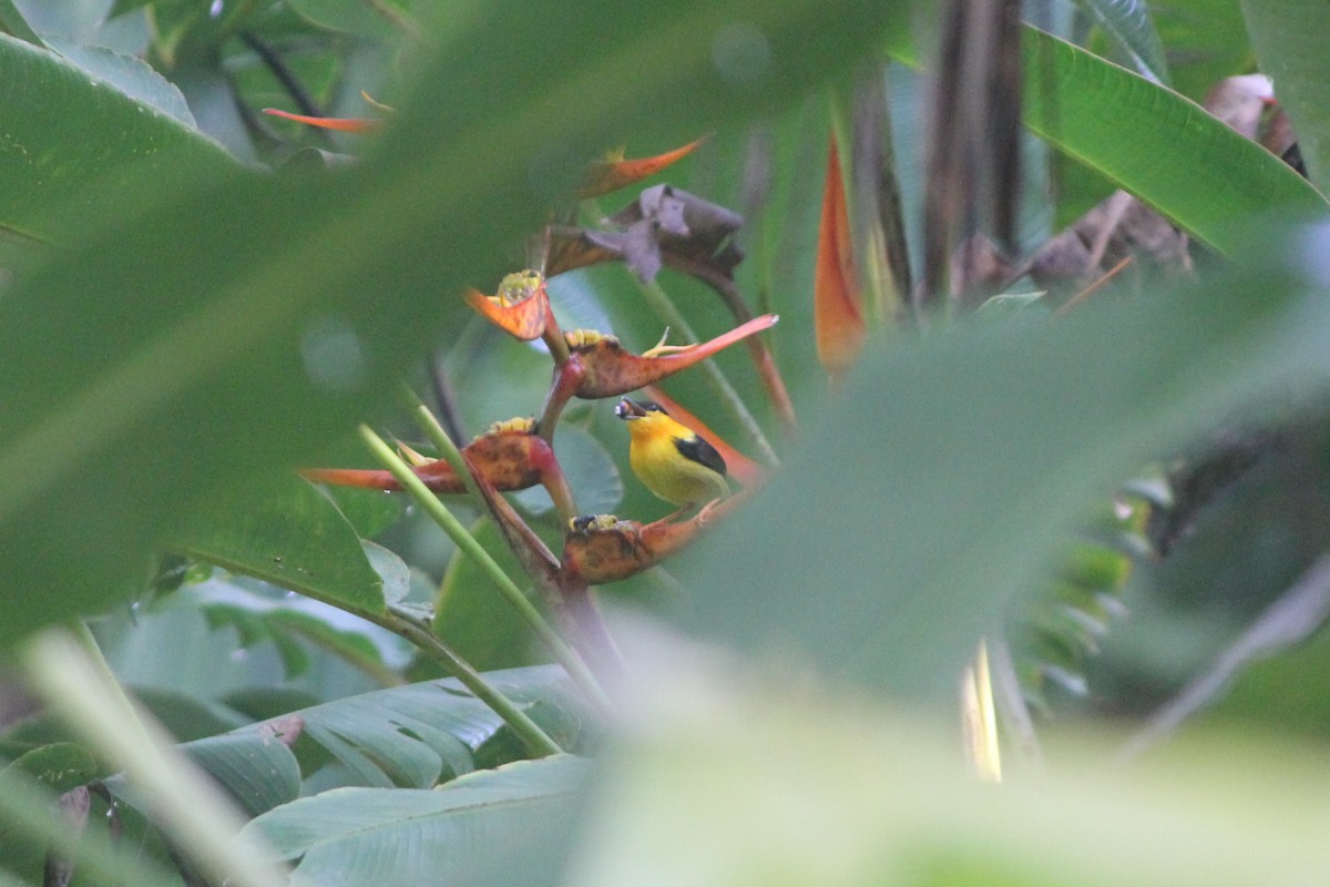 Orange-collared Manakin - ML644593984
