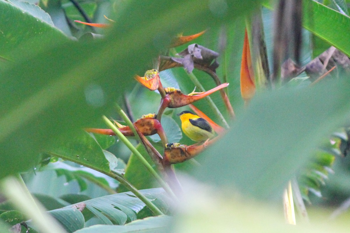 Orange-collared Manakin - ML644593985
