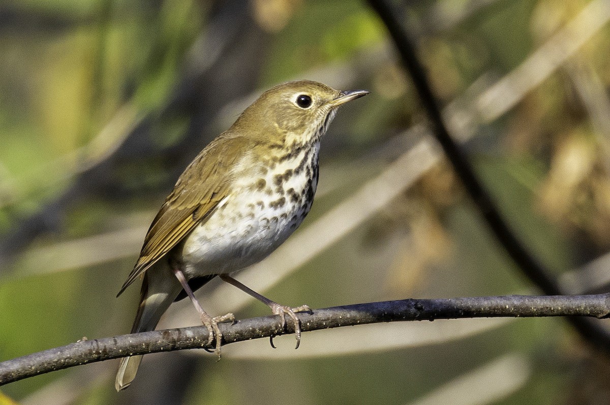 Hermit Thrush - ML644593995