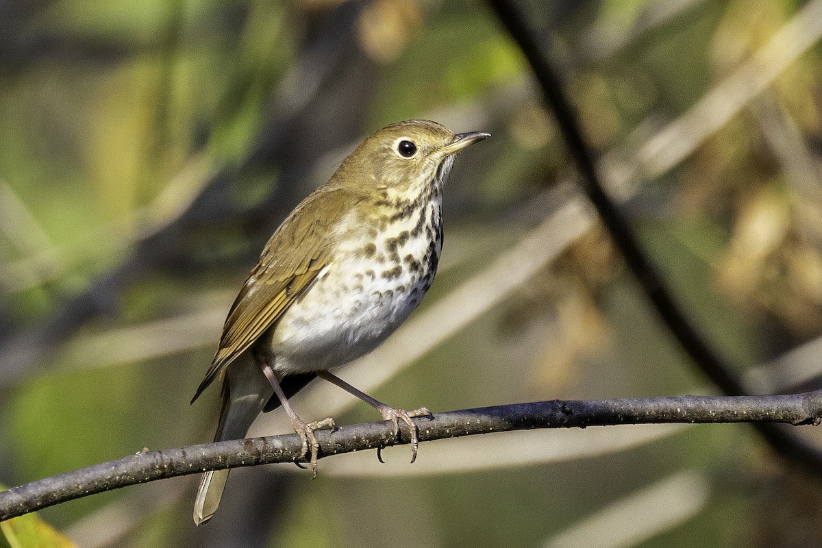 Hermit Thrush - ML644593998
