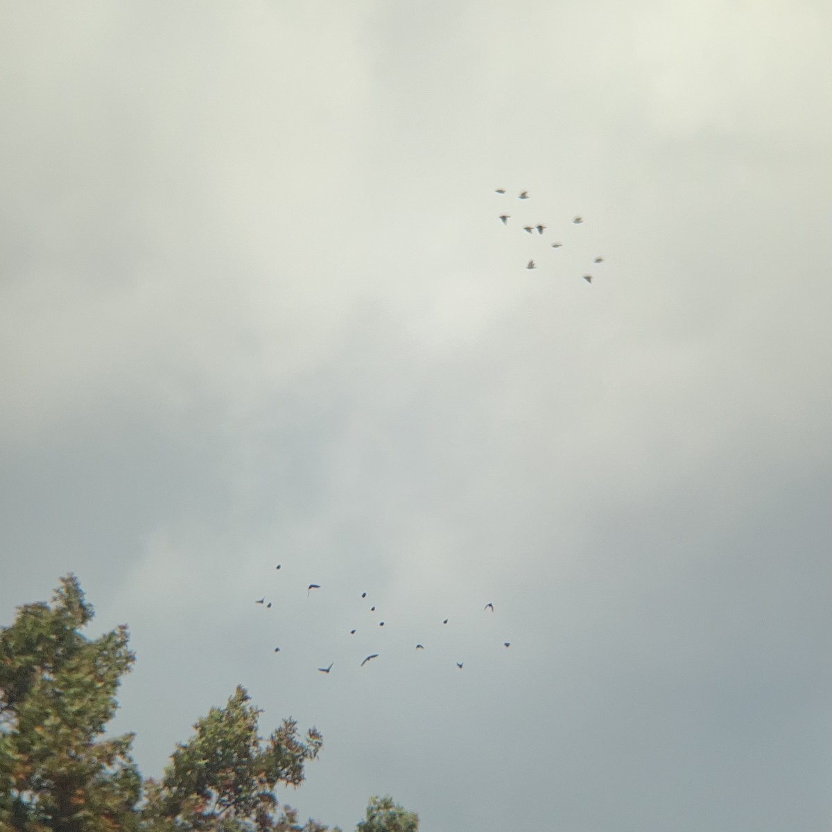 Common Grackle - ML644593999